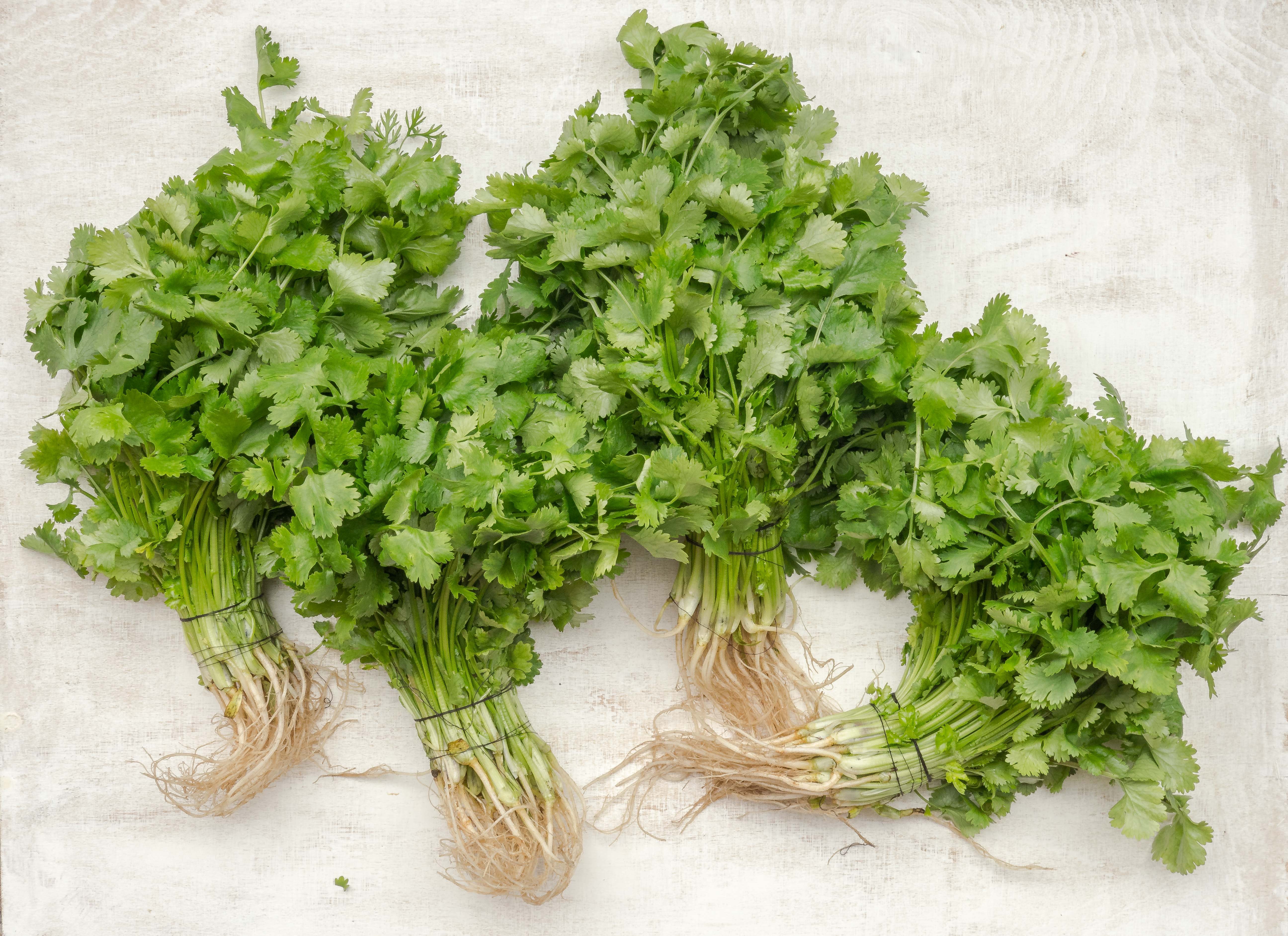 Coriander Plants(Coriander leaves) bubfashion plus