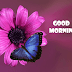120+ Good Morning Images HD | Butterfly Morning Wishes, Quotes, Greetings - Morning Photos Download