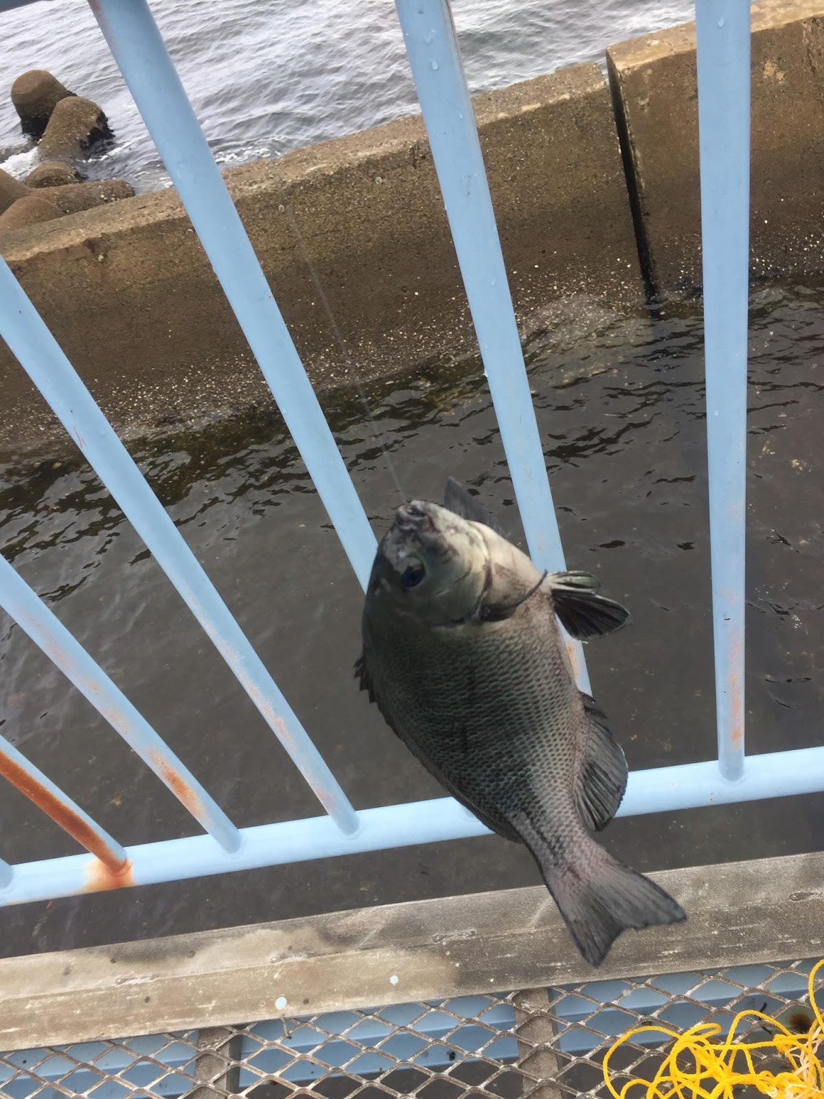 公園 釣果 釣り 大黒 【大黒ふ頭西緑地公園】大黒海釣り施設傍の隠れ釣り場