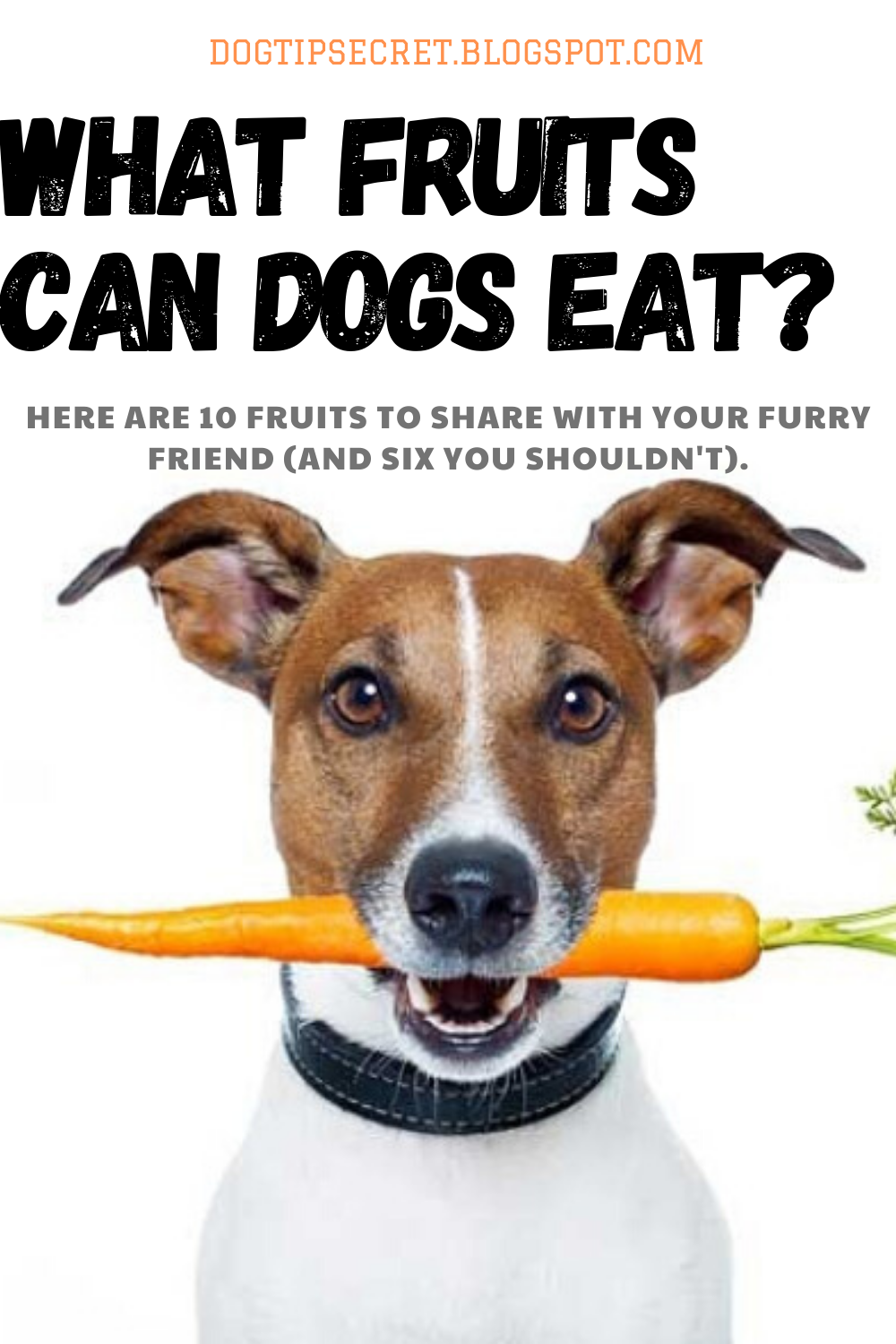 Dog Health Tips What Fruits Can Dogs Eat? Dog Tips Secret