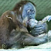 Veja um nascimento muito especial capturado em vídeo: de um bebê orangotango 
