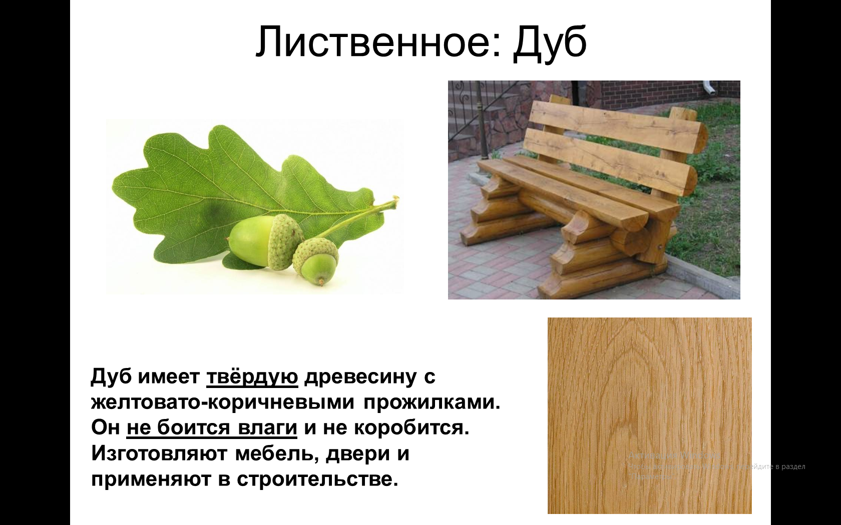 твердая древесина 3 буквы