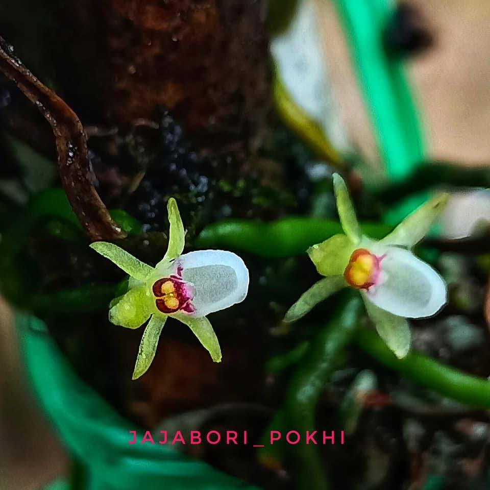 Taeniophyllum crepidiforme