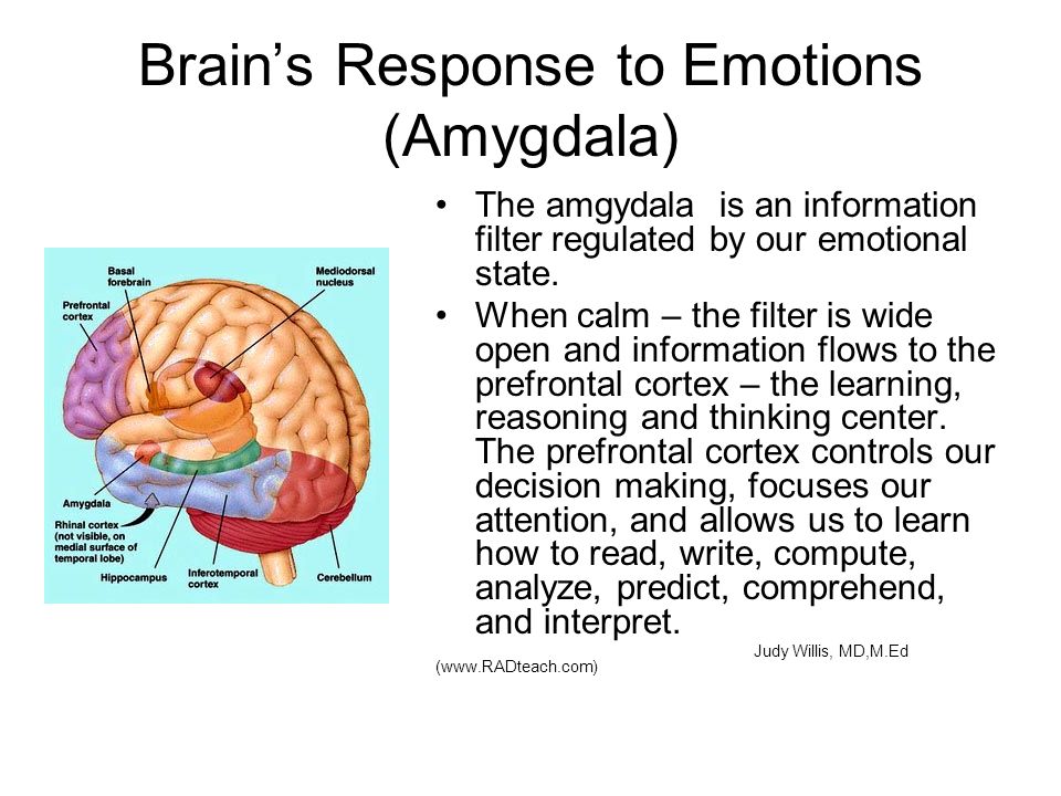 Labeled Brain Amygdala