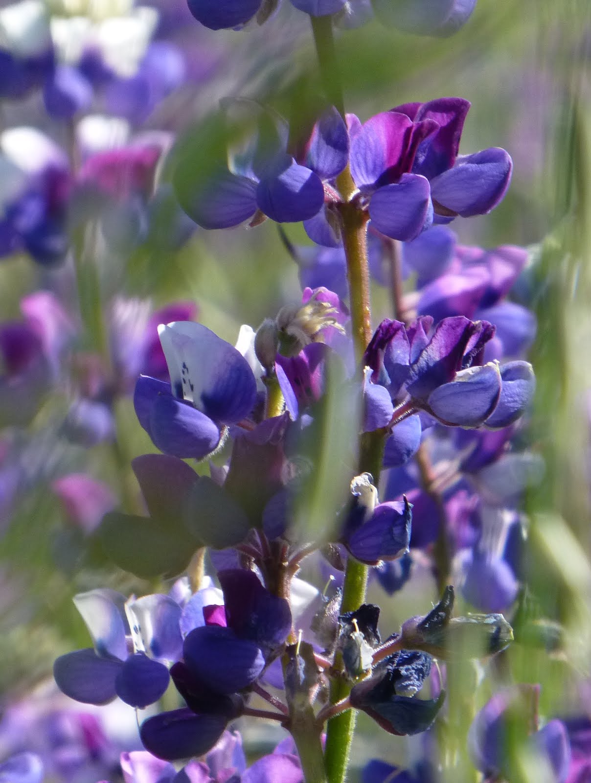 Foiled Wildflower Ride: A Conspiracy of the Road Gods