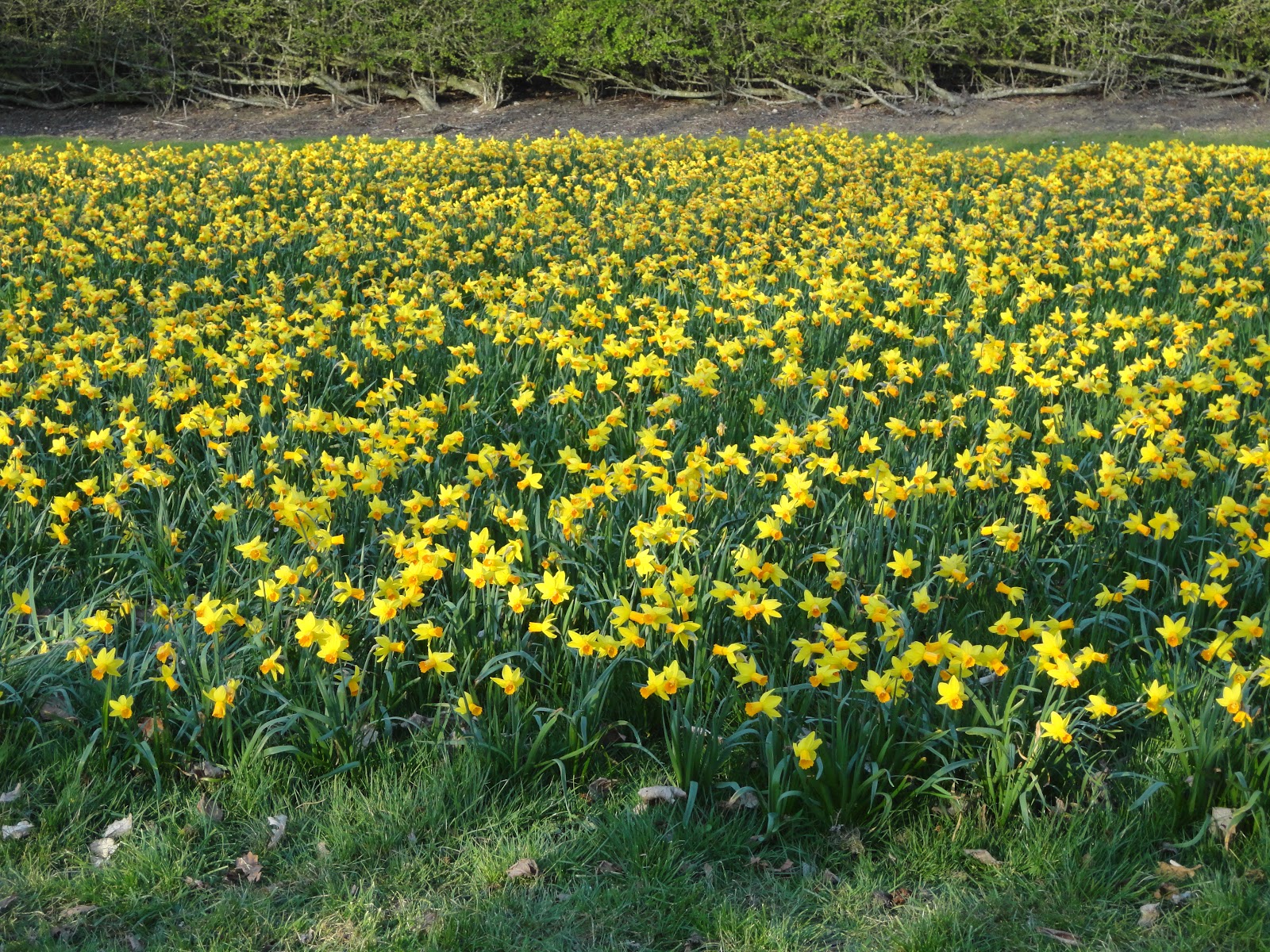 Milton Keynes Tree Cathedral