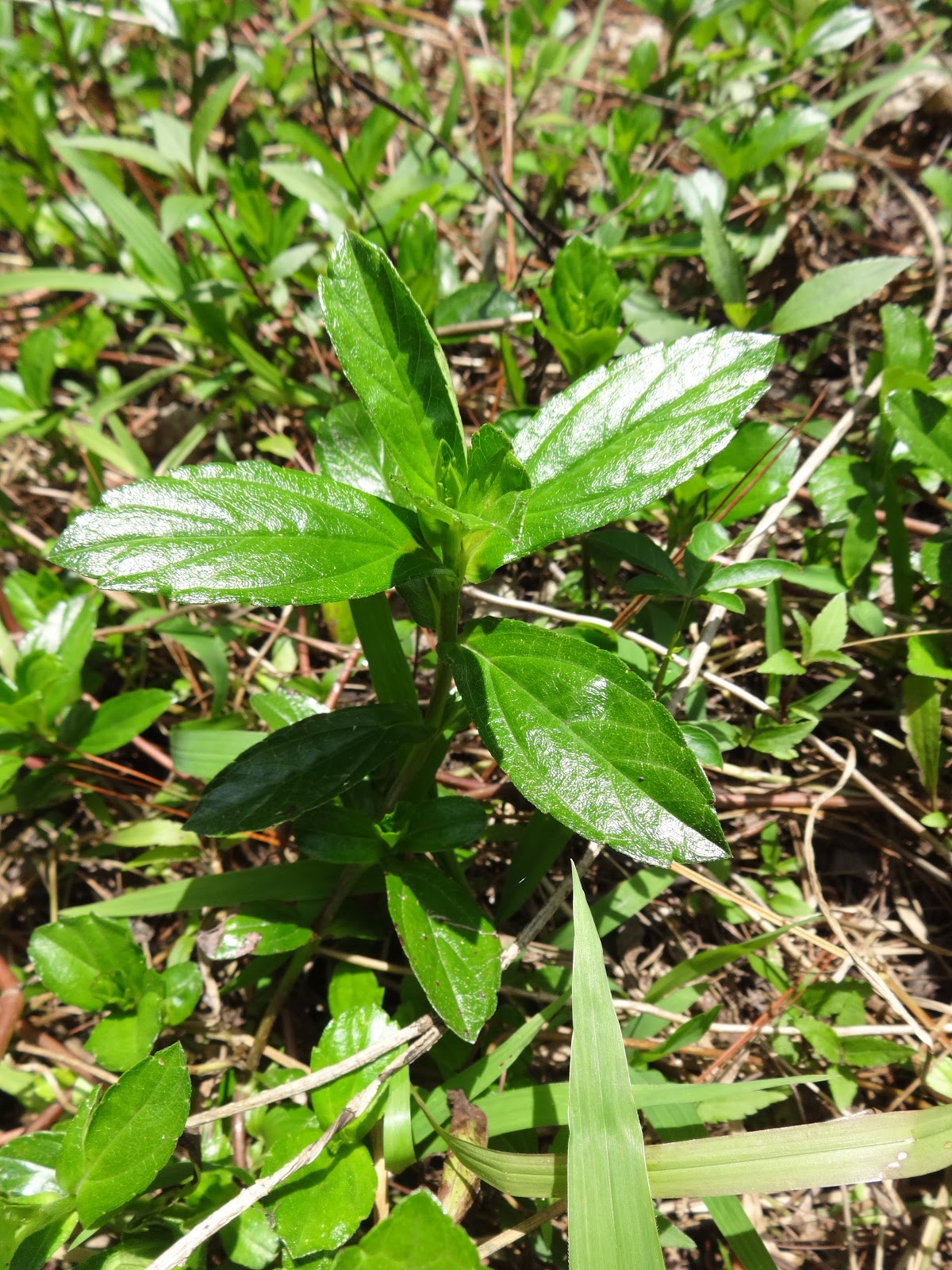 Herbs from Distant Lands: Wedelia - Wedelia chinensis - trilobata ...