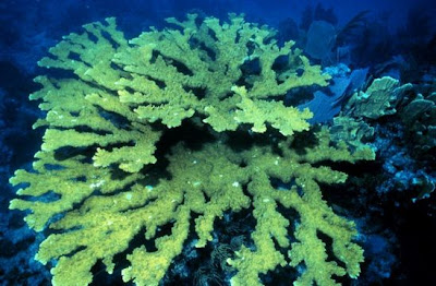 coral cuerno de alce Acropora palmata
