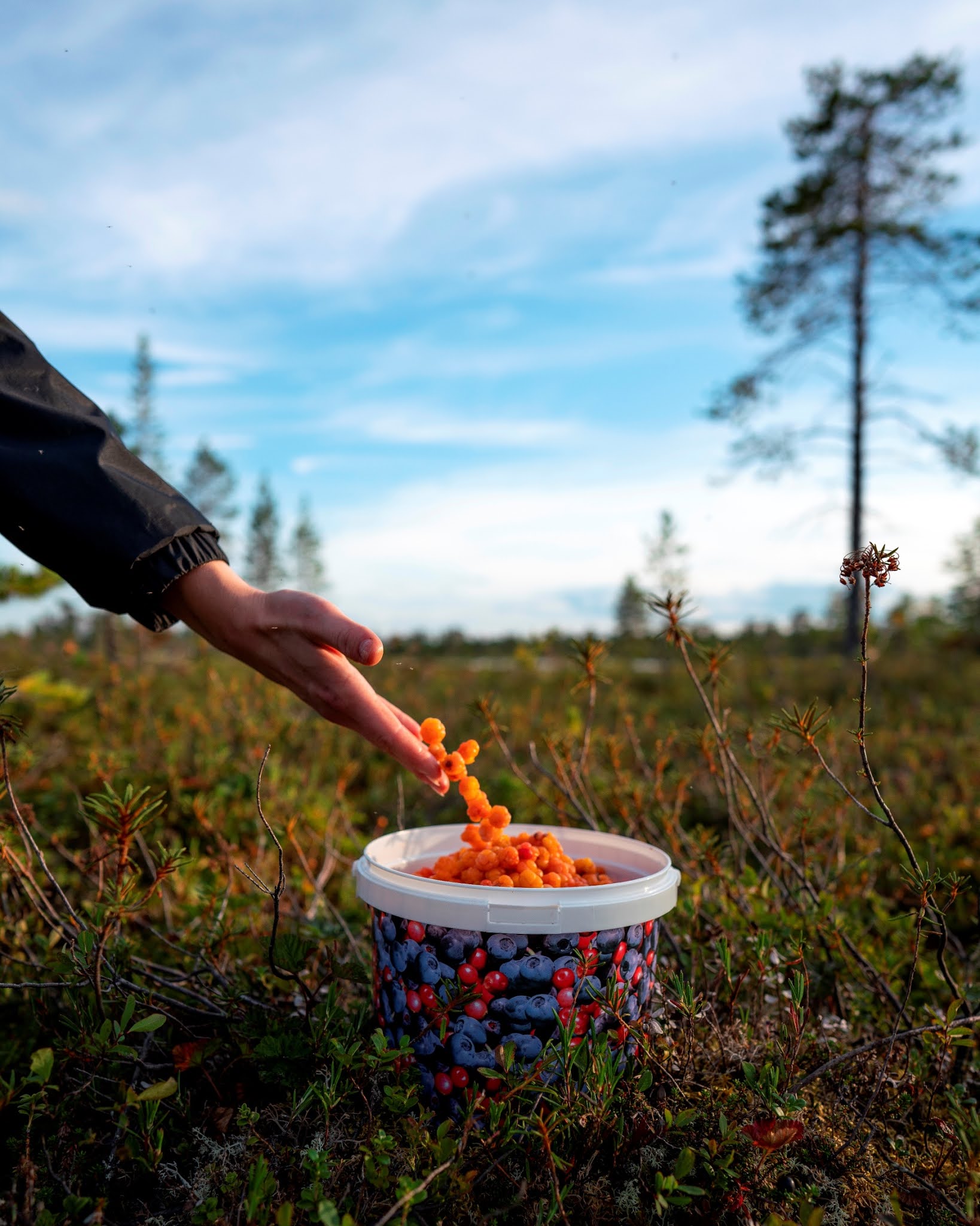 Inarijärvi Kotkaniemi eräopas lakka hilla