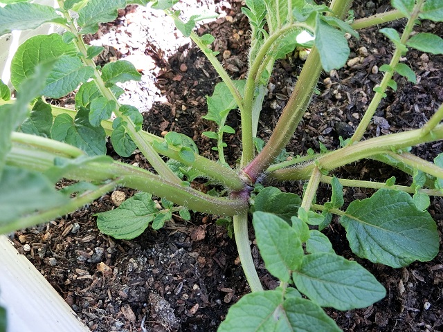 Bon Bon Art Cooking じゃがいもプランター栽培記録 4 秋植えアンデス赤 芽かき