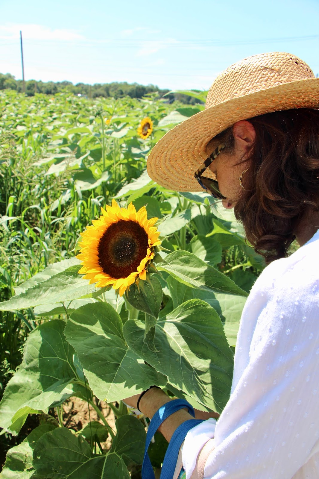 A Sunflower Field on Long Island Tall and Preppy