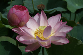 lotus japonais