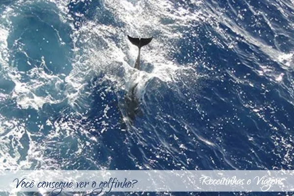 Diário de um cruzeiro pelo Atlantico: golfinhos e peixes voadores