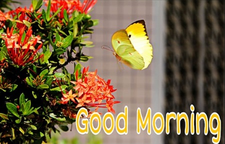 Share chat Good morning images Share chat Good morning images