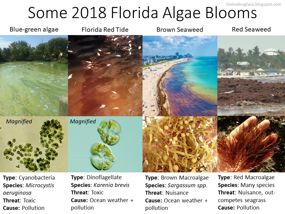 Water bloom, Algal Blooms, Eutrophication & Nutrient Pollution
