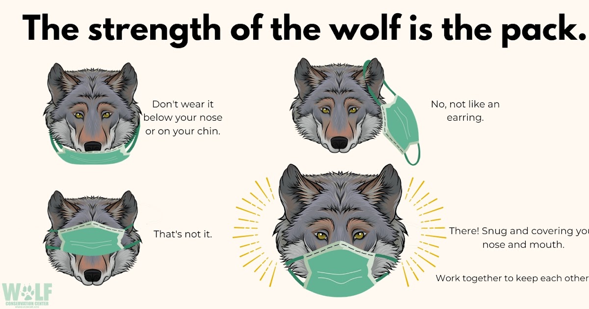Let's learn Biology and Geology in English! The strength of the wolf is...