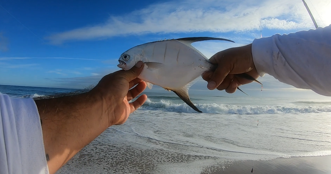 Florida East Coast Surf Fishing Blog 🎣 Florida Fishing Reports 🐟 Week