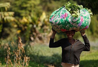 Harvesting fresh greens in Ghana Africa