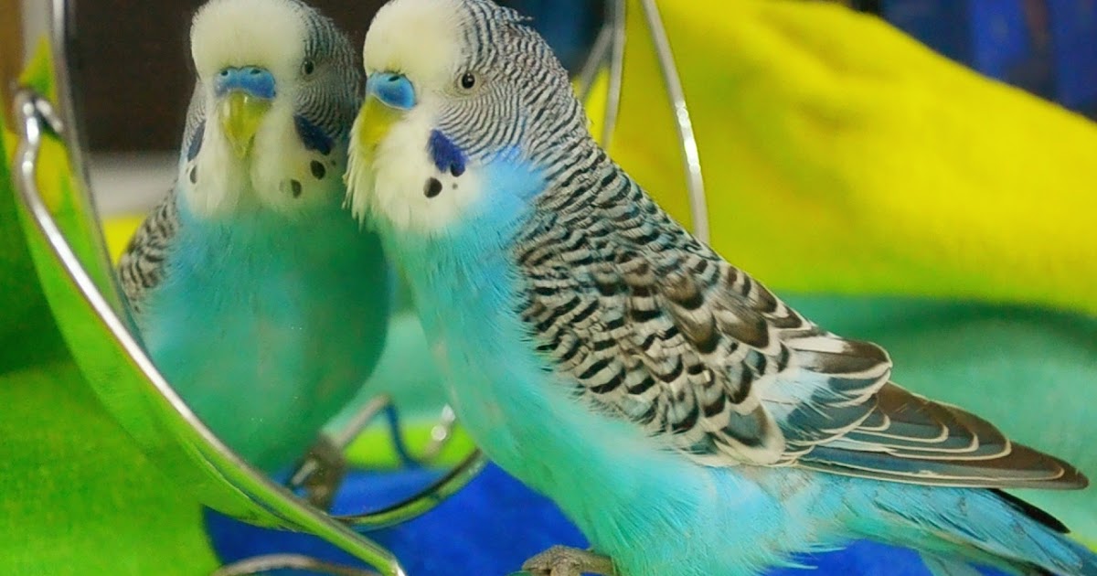 What do budgies like in their cage?