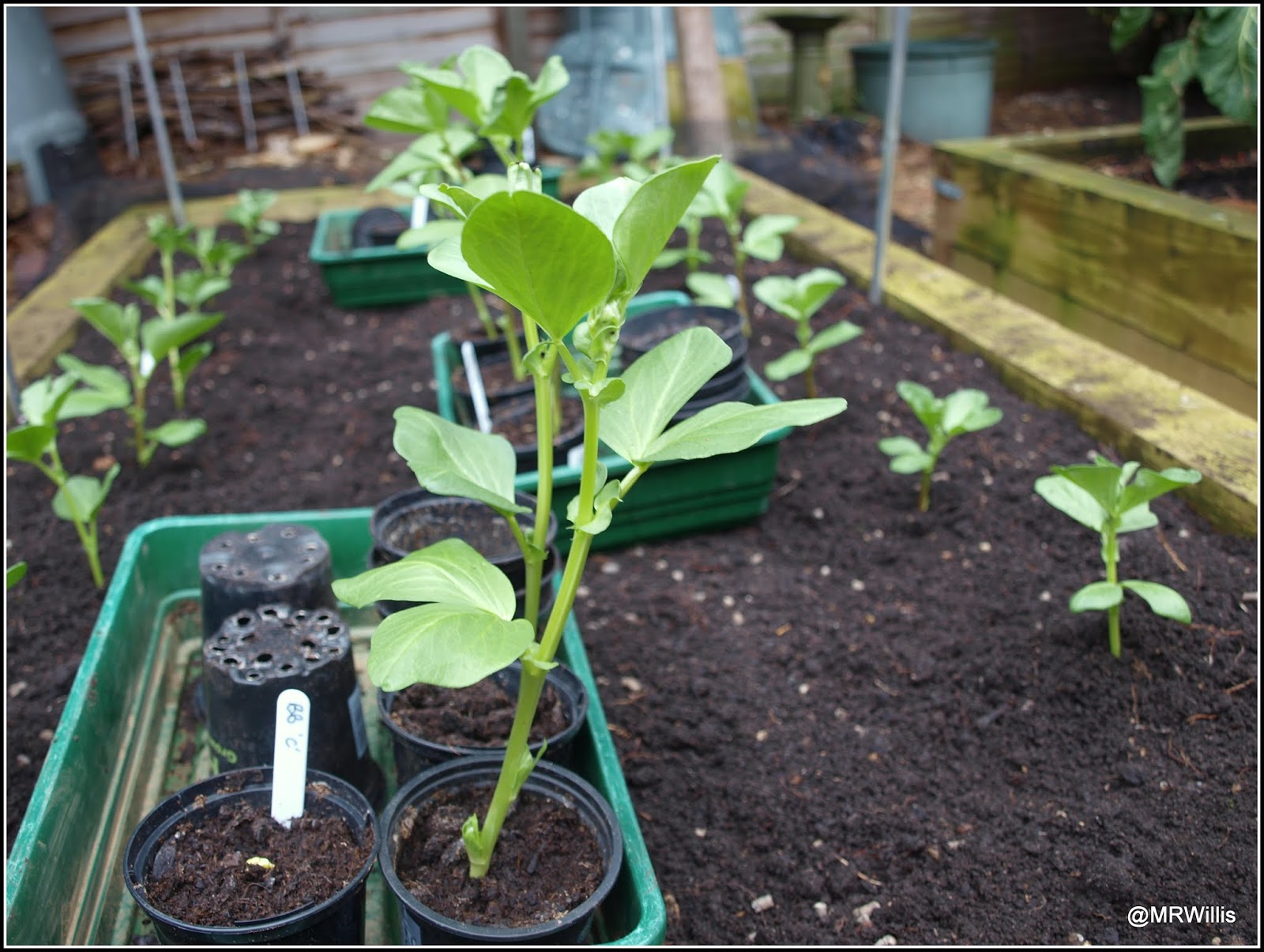 Mark's Veg Plot Planting Broad Beans