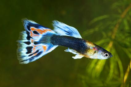 How to take care of Guppies
