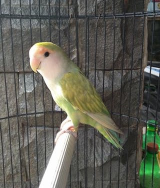 Harga Lovebird Madagaskar Terbaru Samlovebird
