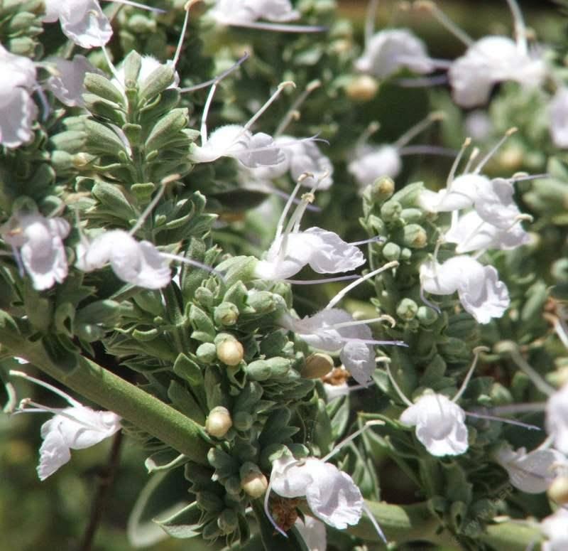 White Sage Tea Benefits Healthy Tea 101