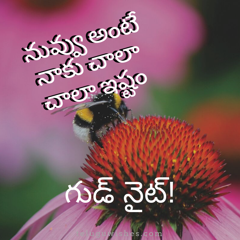 Telugu Wishes
