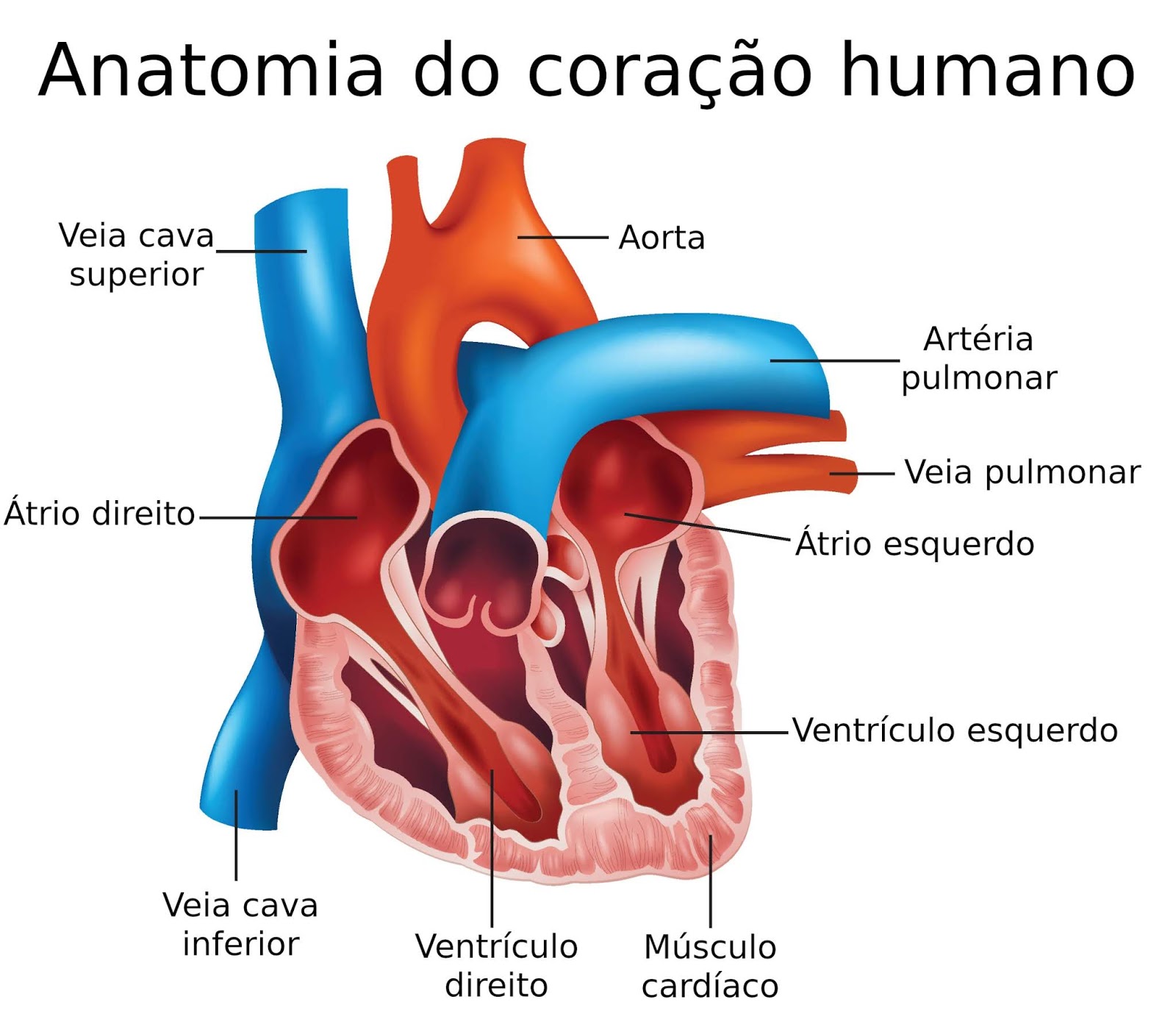 Sistema cardiovascular Biologia A ciência da vida