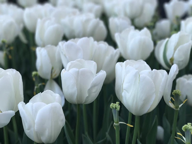 Hình ảnh hoa Tulip trắng & Ý nghĩa của hoa Tulip màu trắng là gi?