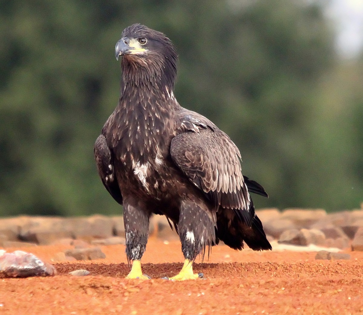 A YOUNG EAGLE