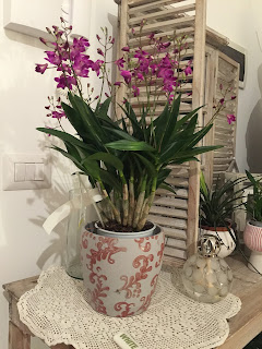 Dendrobium Berry Oda, Dendrobium Berry Oda, diarid'orchidee