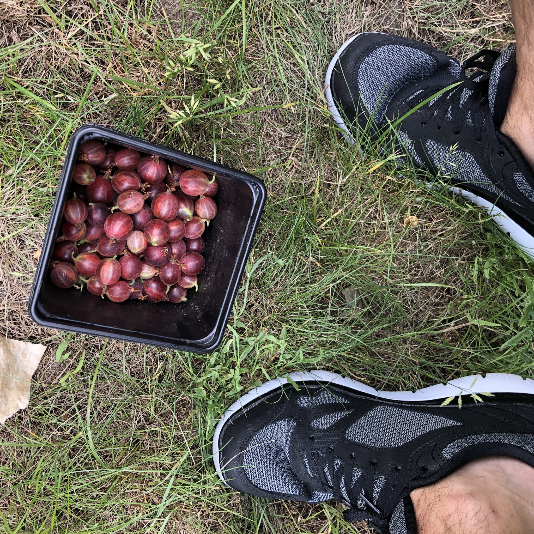 steekbessen kruisbessen moestuin volkstuin zomer juli