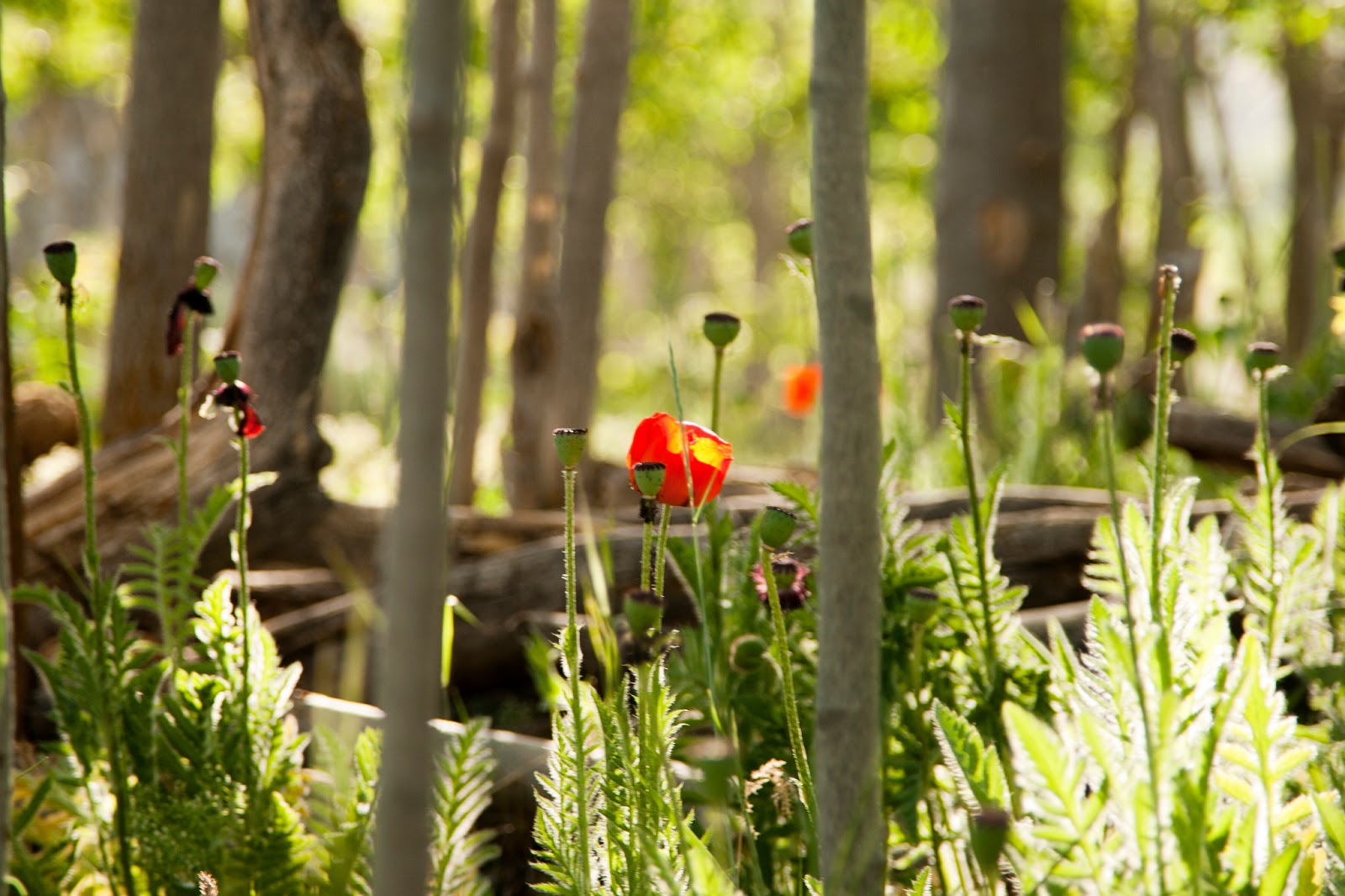 abby keele photography: Utah County Picture Locations