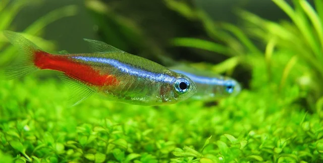 Neon Tetra - Cara Budidaya Ikan Hias