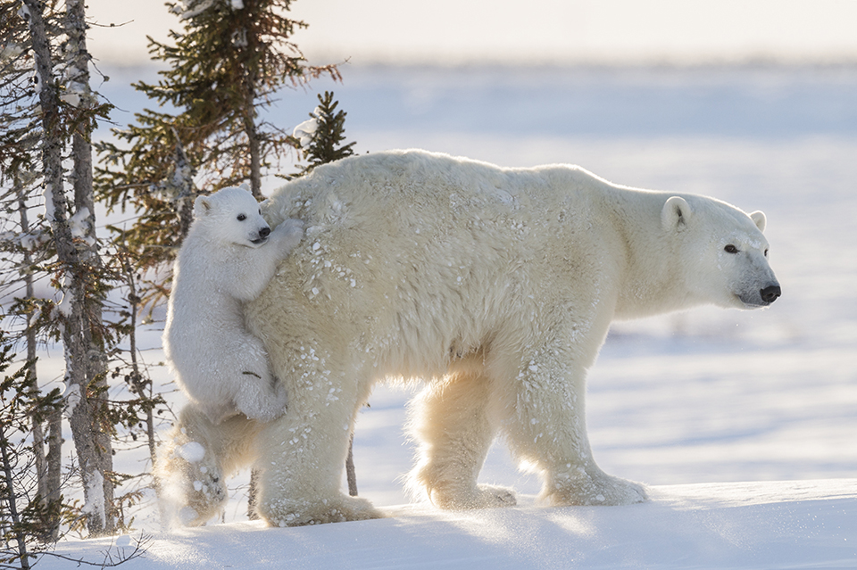 Семья белых медведей. Мама и два медвежонка (11 фото)