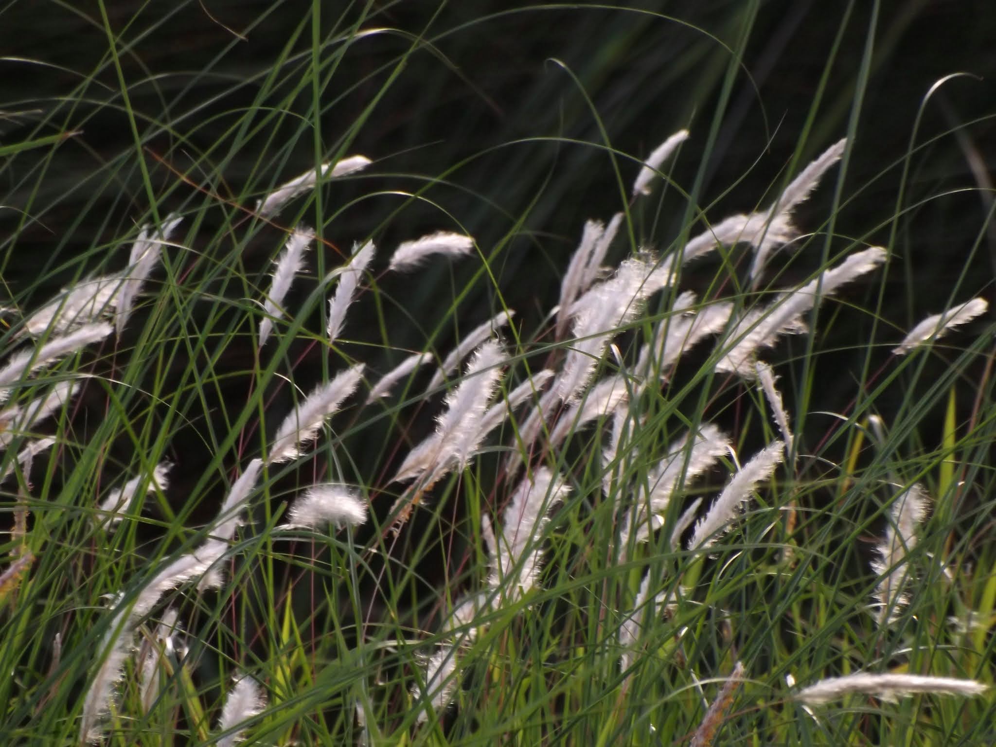 Ulu or Cogon grass, Imperata cylindrica