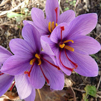 Crocus sativus flowers