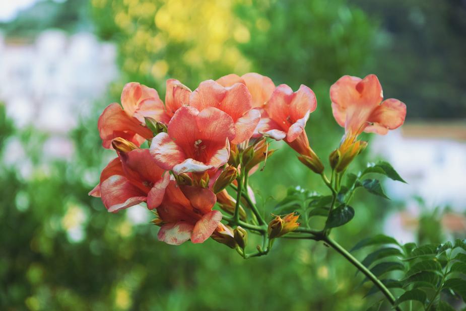 Flower Wallpaper Download Flower Wallpaper Download