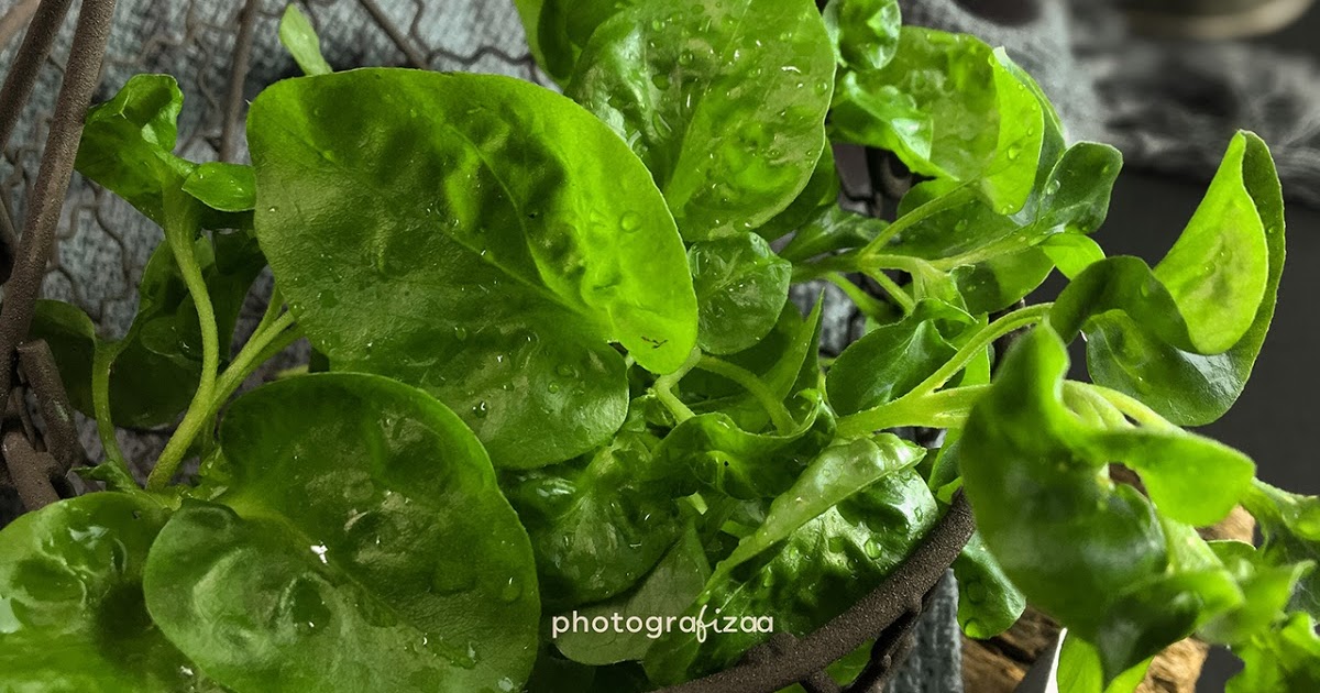 Bayam Brazil Goreng Celup Tepung Bestari Blog