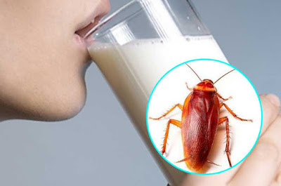 La leche de cucaracha, alimento del futuro-TuParadaDigital