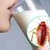 La leche de cucaracha alimento del futuro 