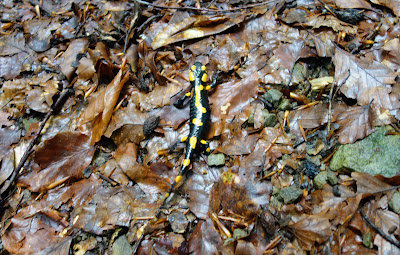 Salamandra plamista, symbol GPN,  spotkana na szlaku niebieskim na Turbacz