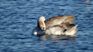 Poze Imagini Desktop