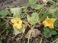 Flores macho y hembra de calabaza