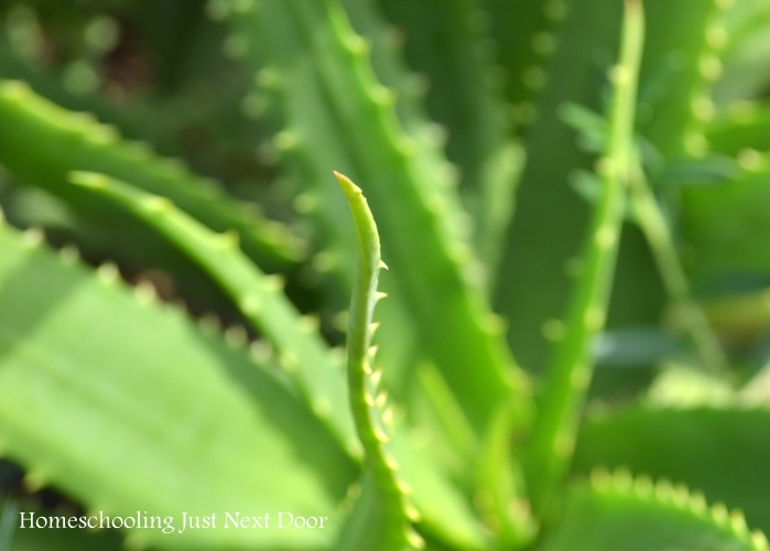 Homeschooling Just Next Door: September 2012