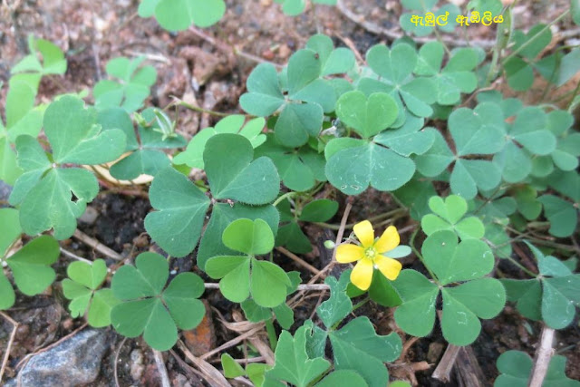 ඇඹුල් ඇඹිලිය [Ebul Ebiliya] (Oxalis Corniculata) - Your Choice Way