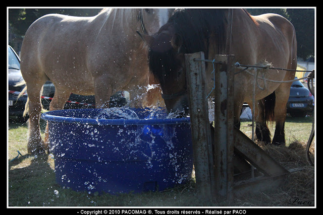 chevaux buvant à un point d'eau à la foire Commerciale et Agricole de Sedan