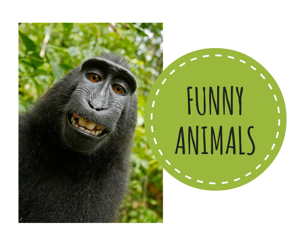 Funny animals - kilka pomysłów na zajęcia - Creative Teacher Sylwia Grubiak