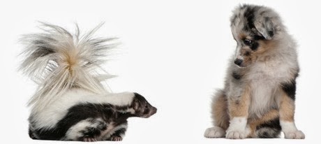 Kutter Pet Care Blog: What to do if your dog gets skunked